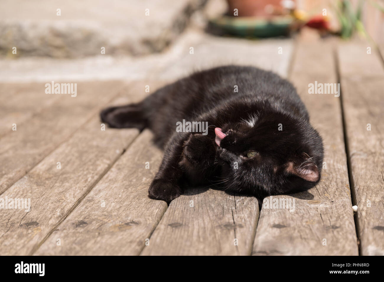 black outdoor cat is dressing her coat Stock Photo