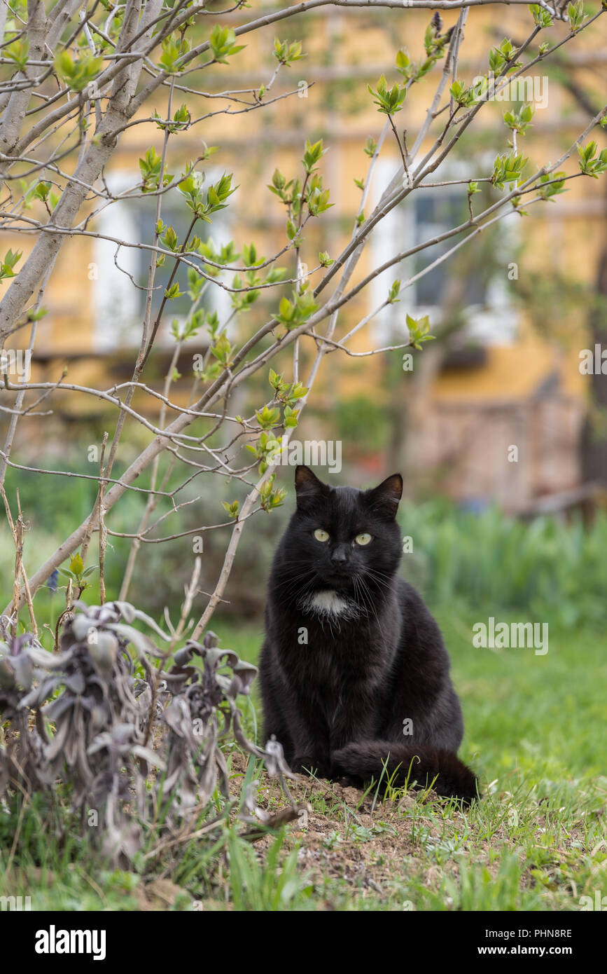 black cat sits in the green grass - outdoor cat Stock Photo - Alamy