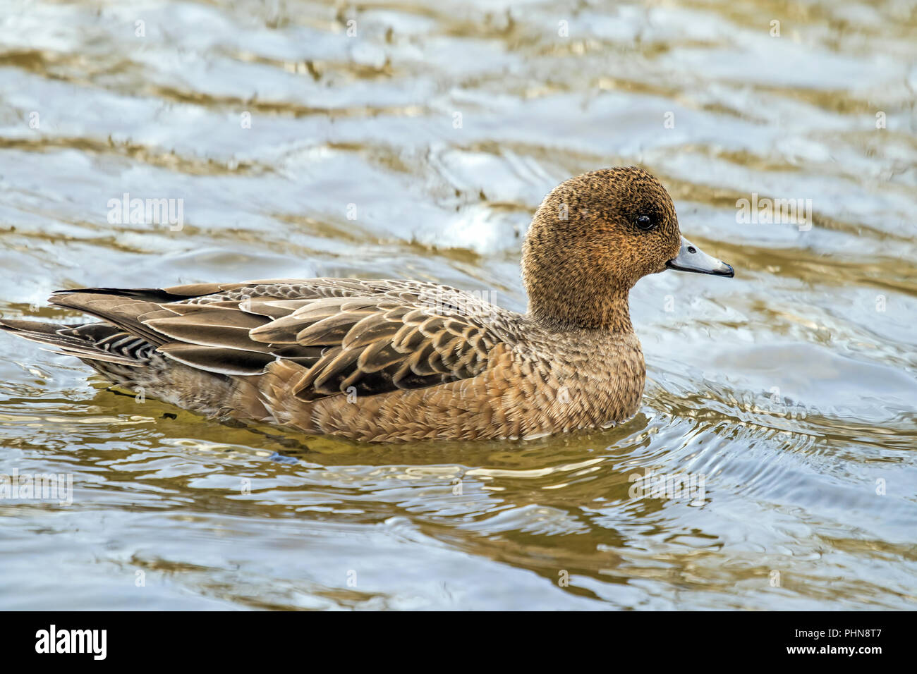 Wigeon 'Anas penelope', female Stock Photo - Alamy