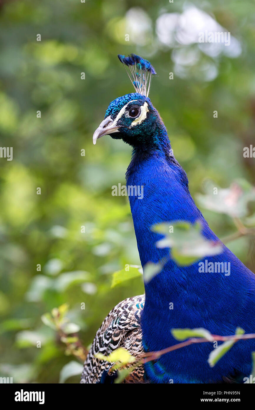Peacock in the wild, a portrait Stock Photo