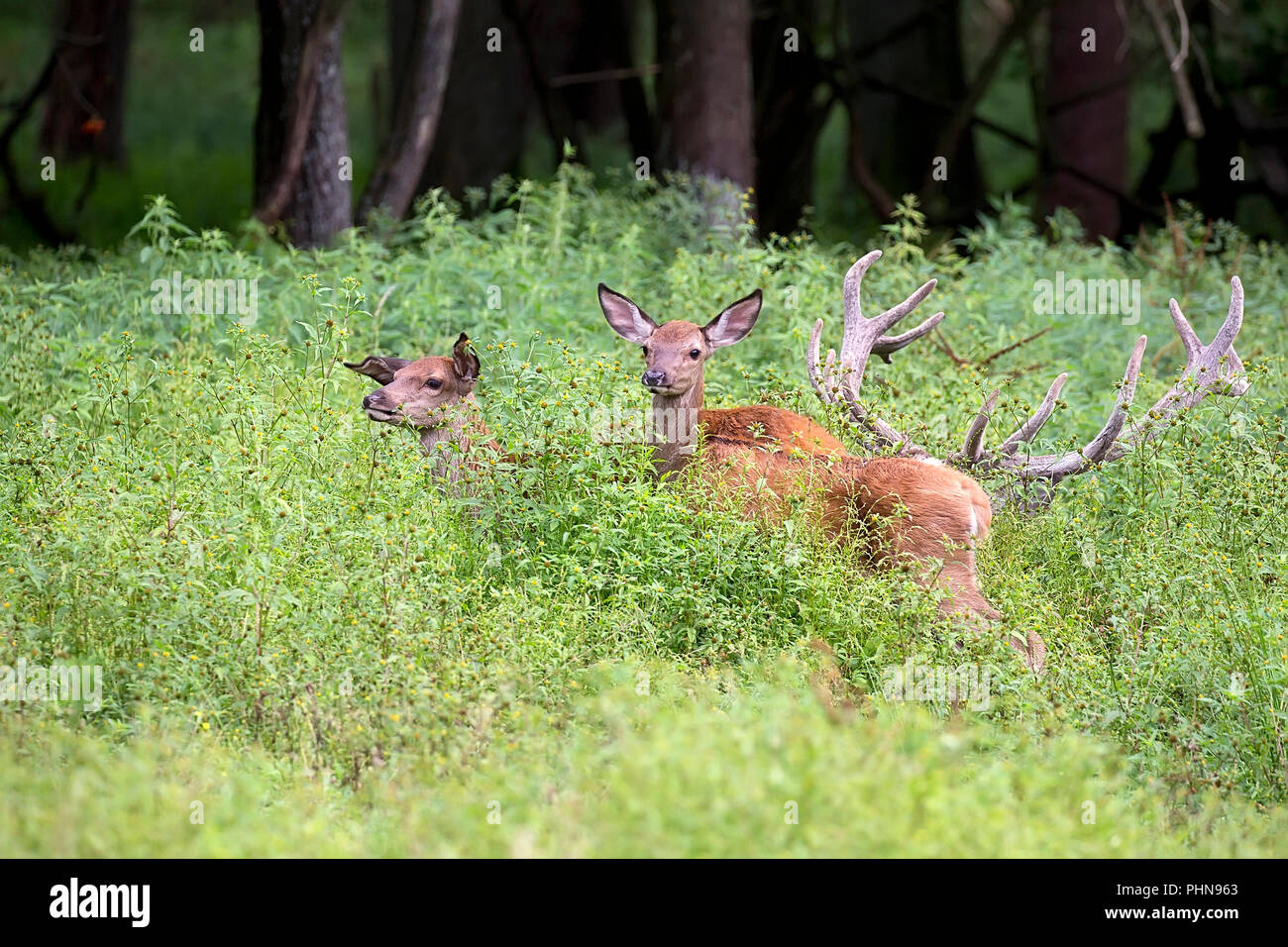 Deer family in the clearing Stock Photo