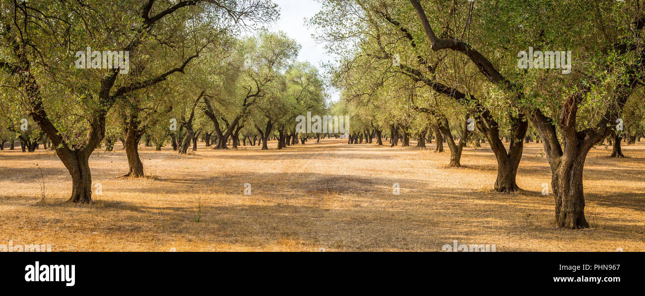 Olive trees plantation Stock Photo Alamy