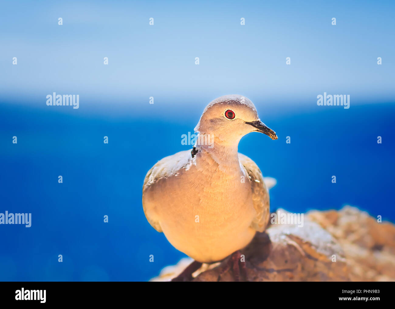 Dove sitting on a rock Stock Photo