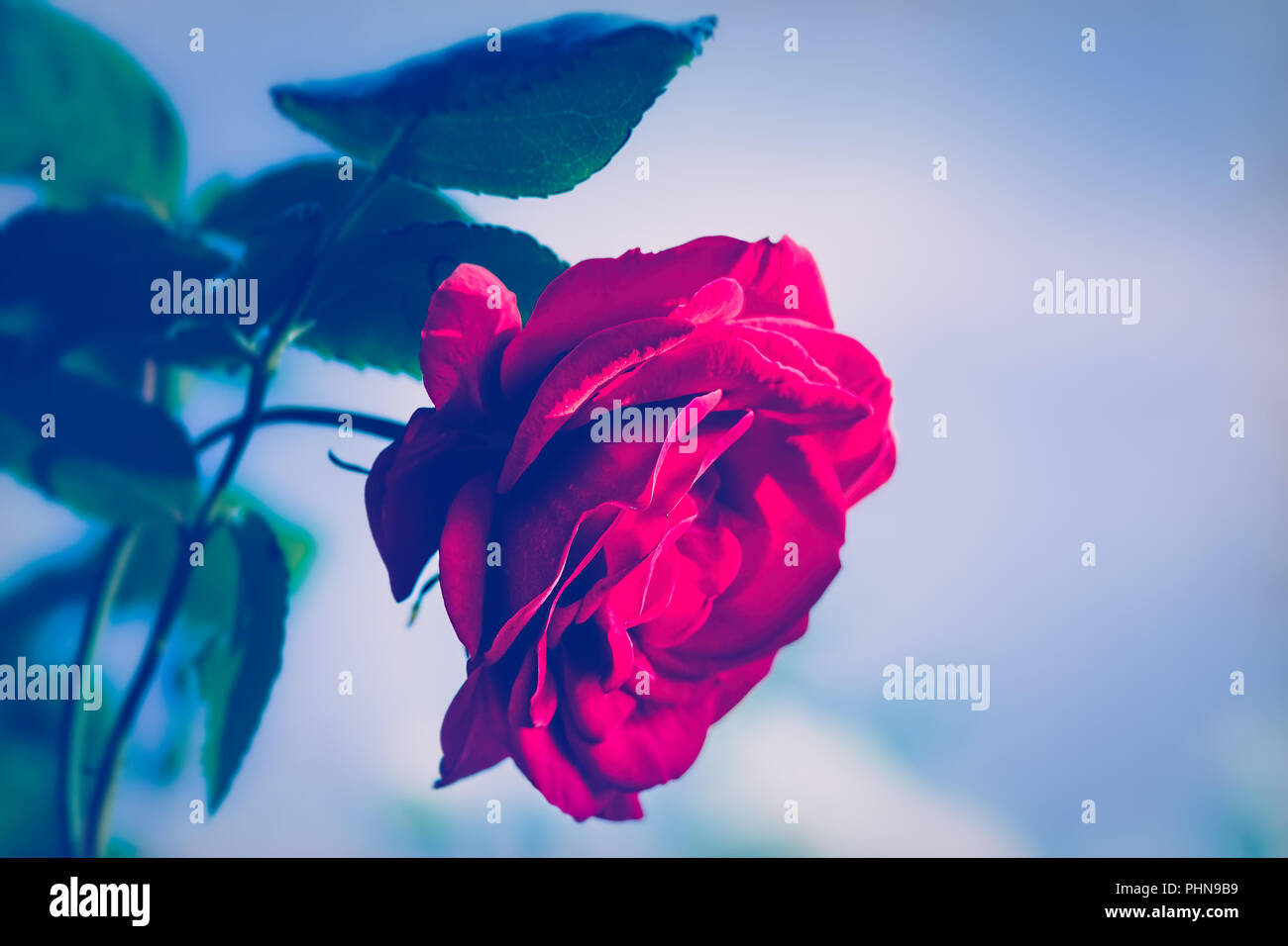 Romantic red rose on blue background Stock Photo
