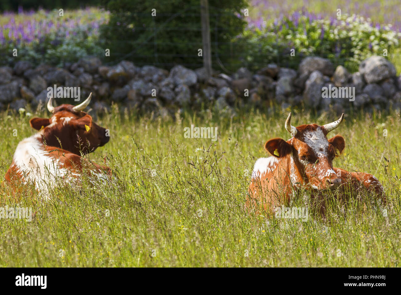 Cows lying down in the grass meadow and ruminate Stock Photo Alamy