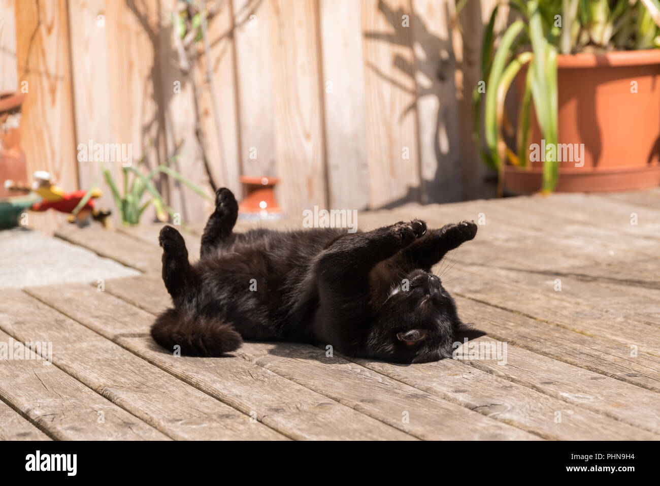 Black cat lies on the terrace revealed at the back Stock Photo