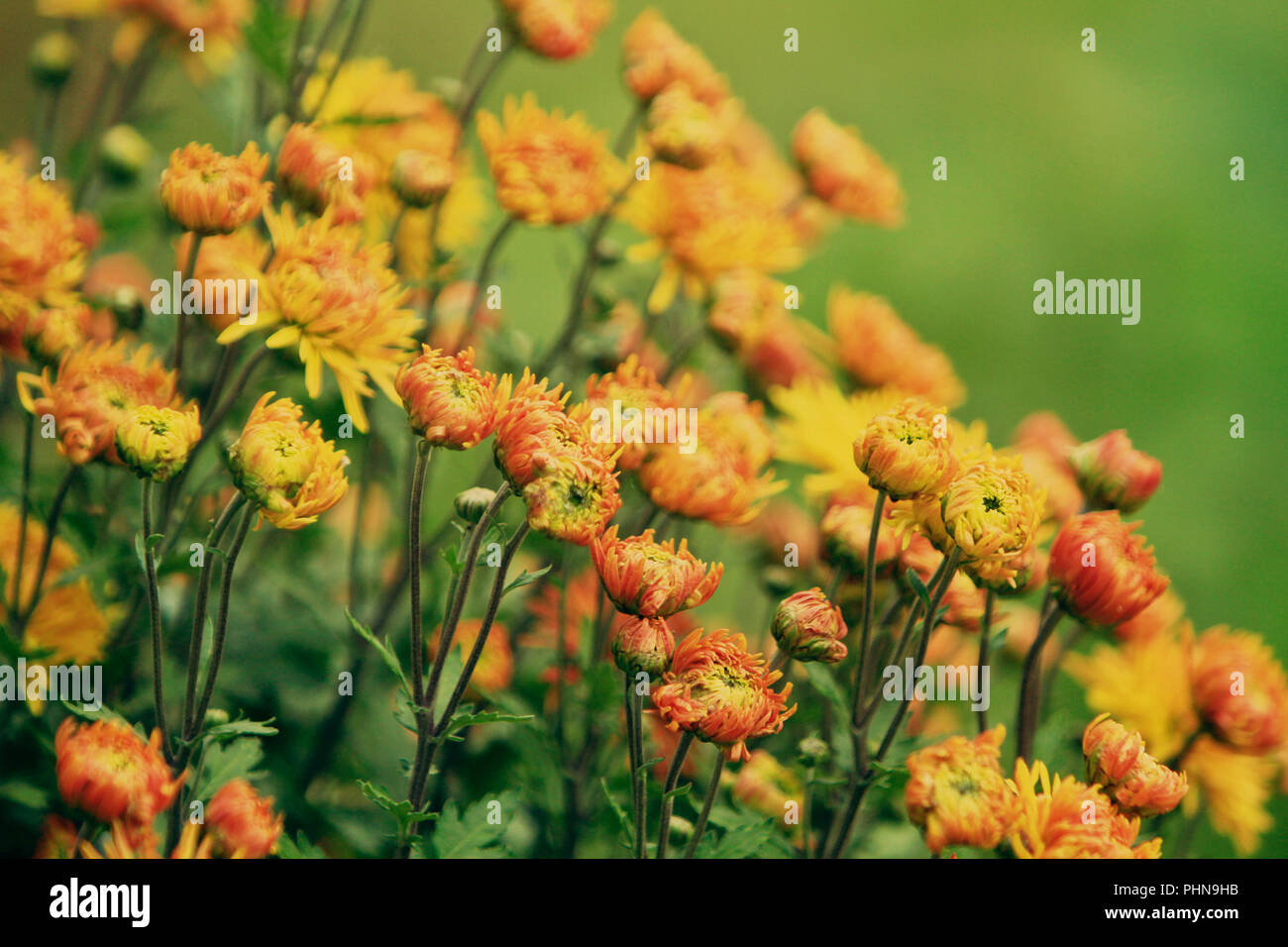 Chrysanthemum yellow orange flowers Stock Photo