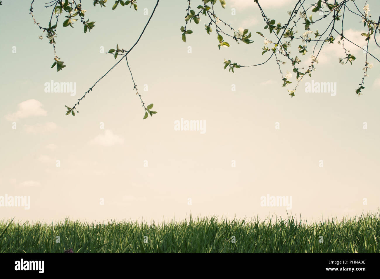 tree branches and grass against a sky with copy space Stock Photo