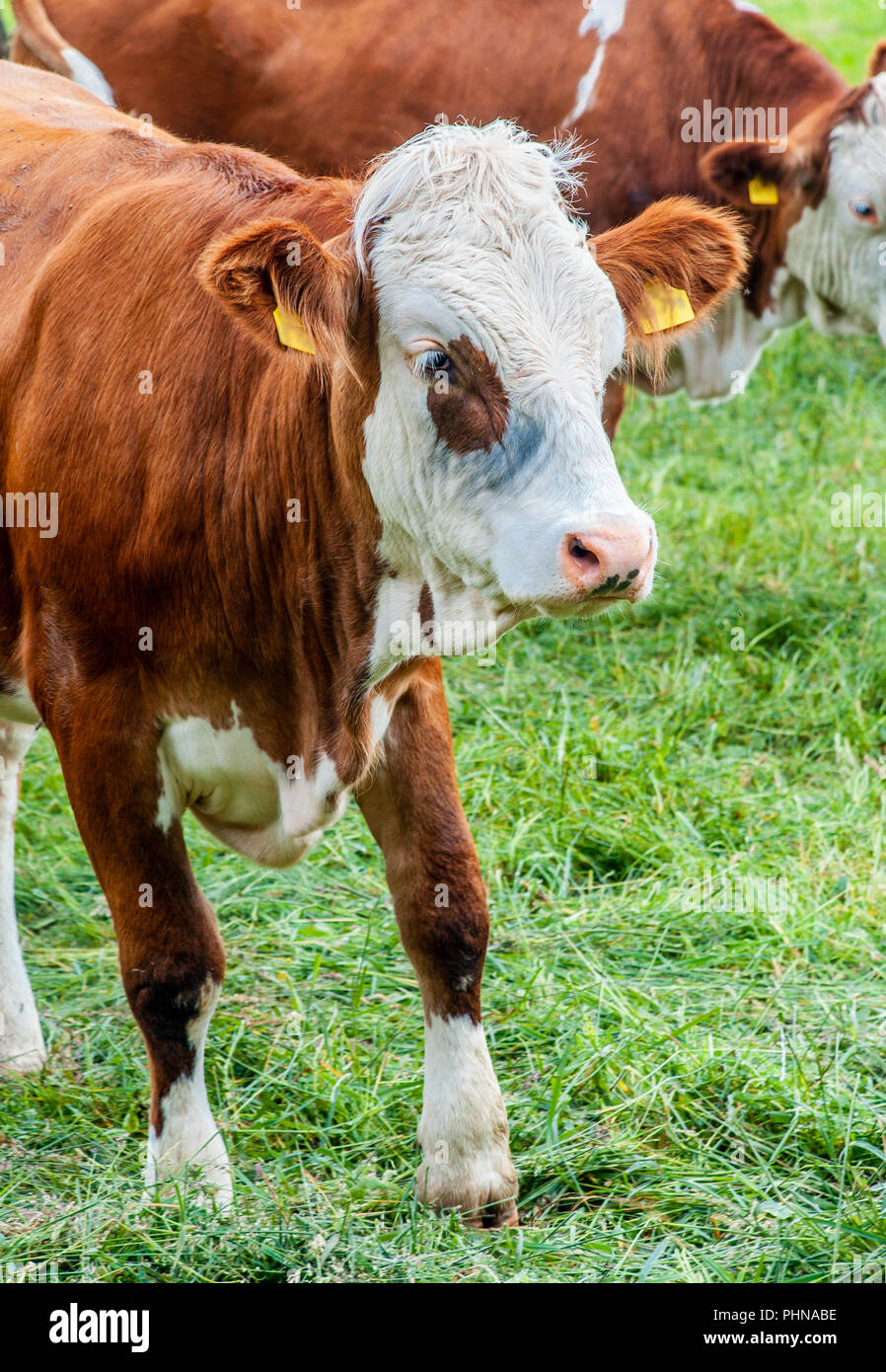 Brown White Cows Standing On High Resolution Stock Photography And Images Alamy Brown White Cows Standing On High Resolution Stock Photography And Images Alamy