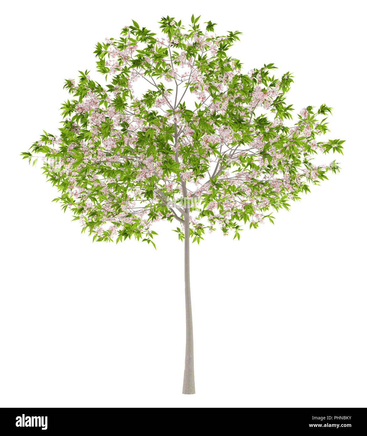 flowering cherry tree isolated on white background Stock Photo
