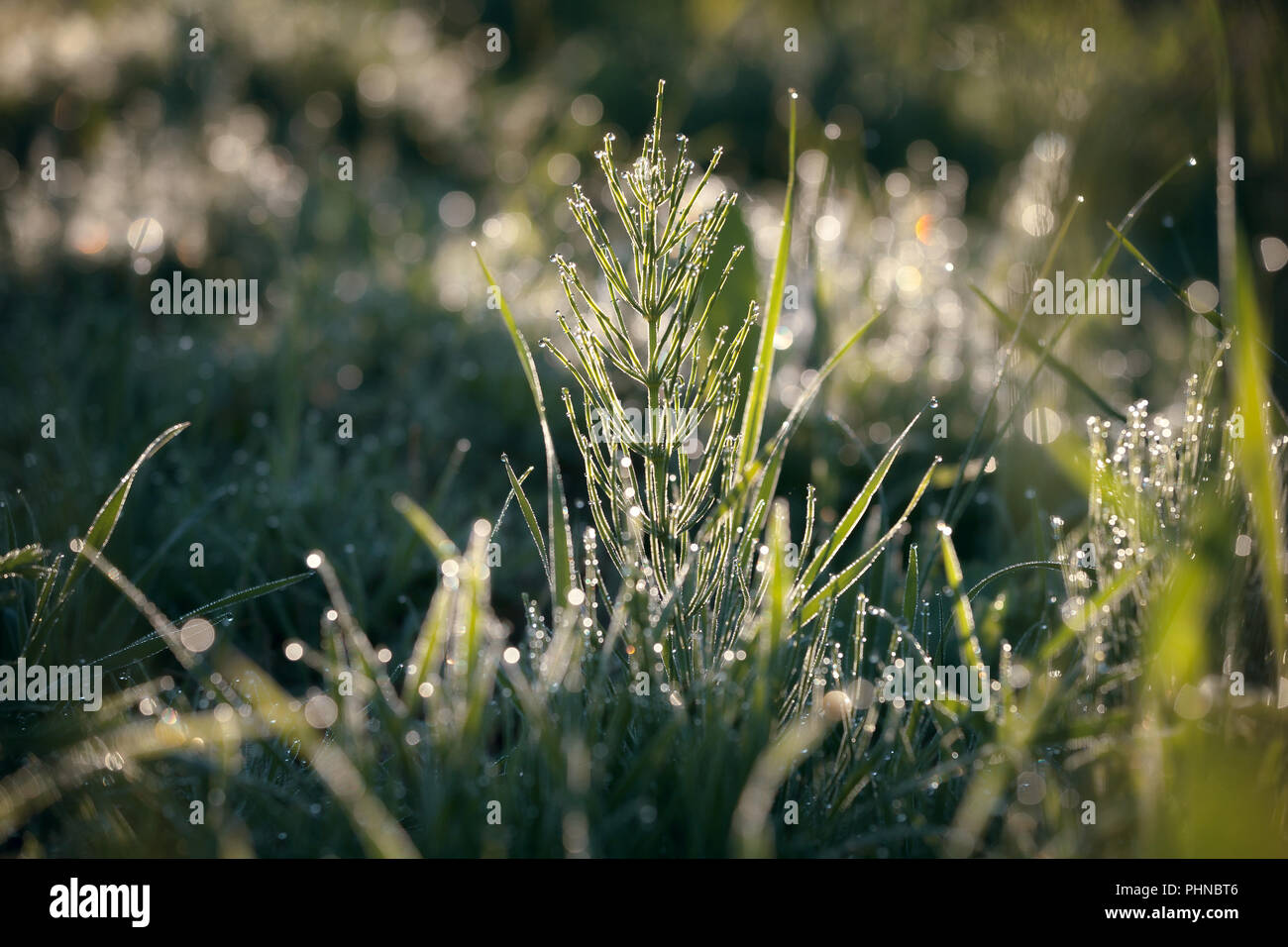 fresh dew drops on green grass in the morning sun Stock Photo