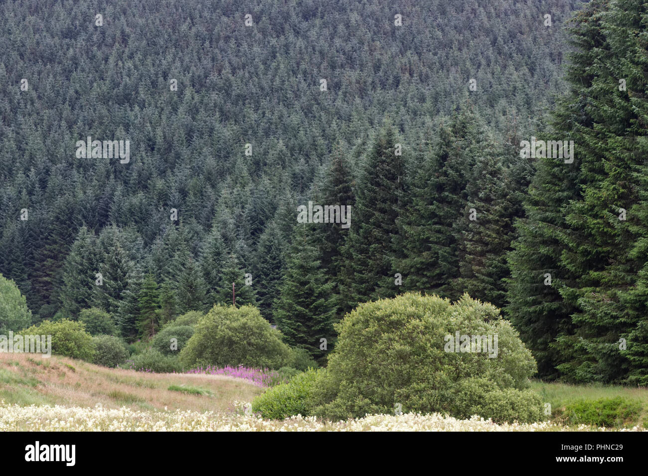 Evergreen Christmas trees Scottish borders Stock Photo Alamy