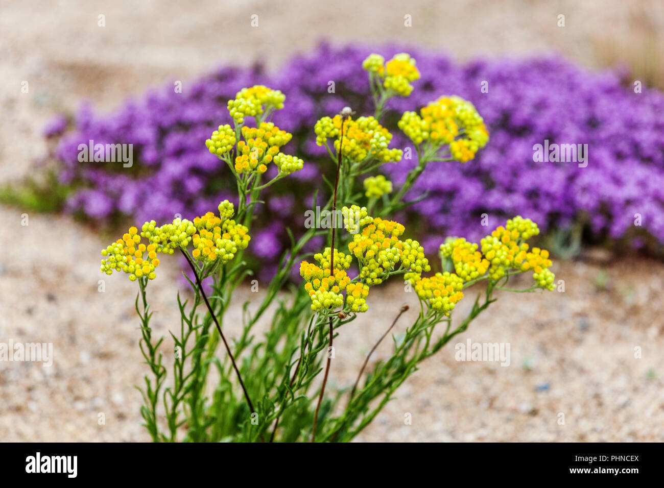 Yellow Helychrisum arenarium hardy perennial flowers for dry and sandy place Stock Photo