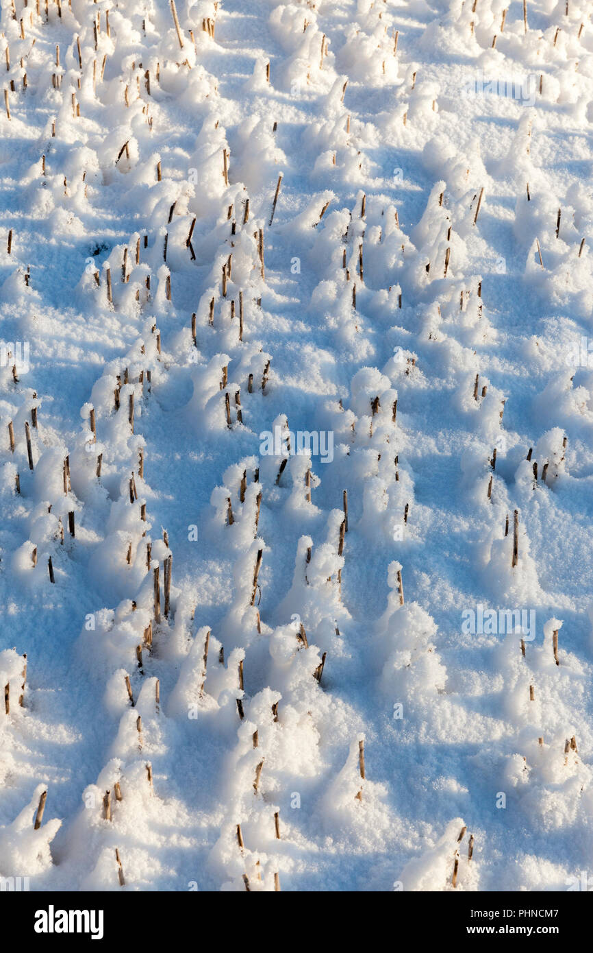 photographed snow balls on the stems of rye in the winter season, Sunny ...