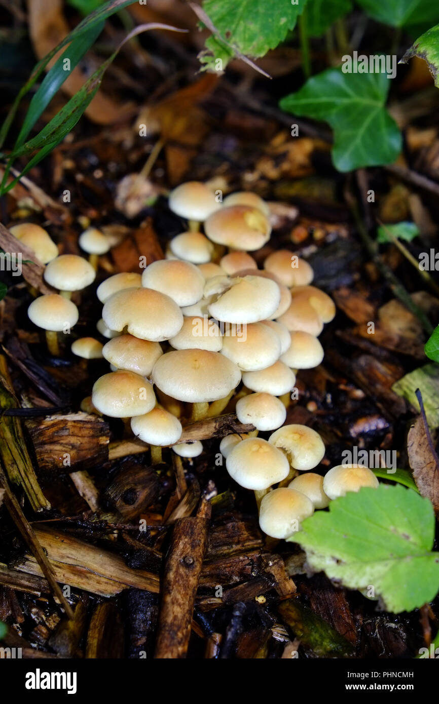 Honey fungus, Armillaria mellea Stock Photo