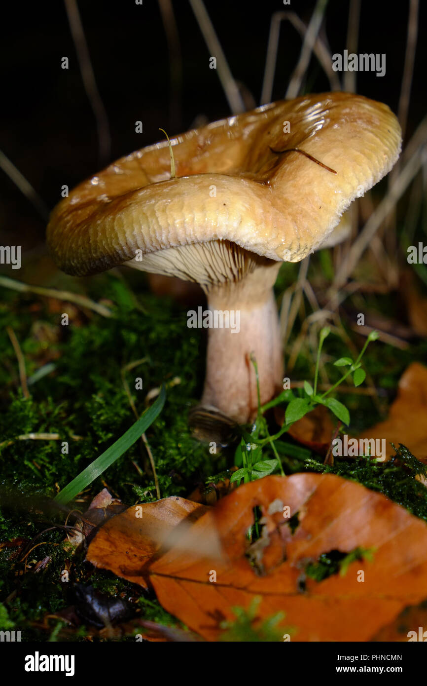 Ochre brittlegill, mushroom Stock Photo Alamy
