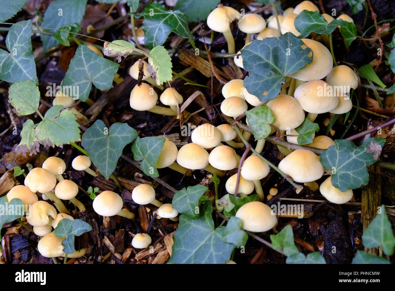 Honey fungus, Armillaria mellea Stock Photo