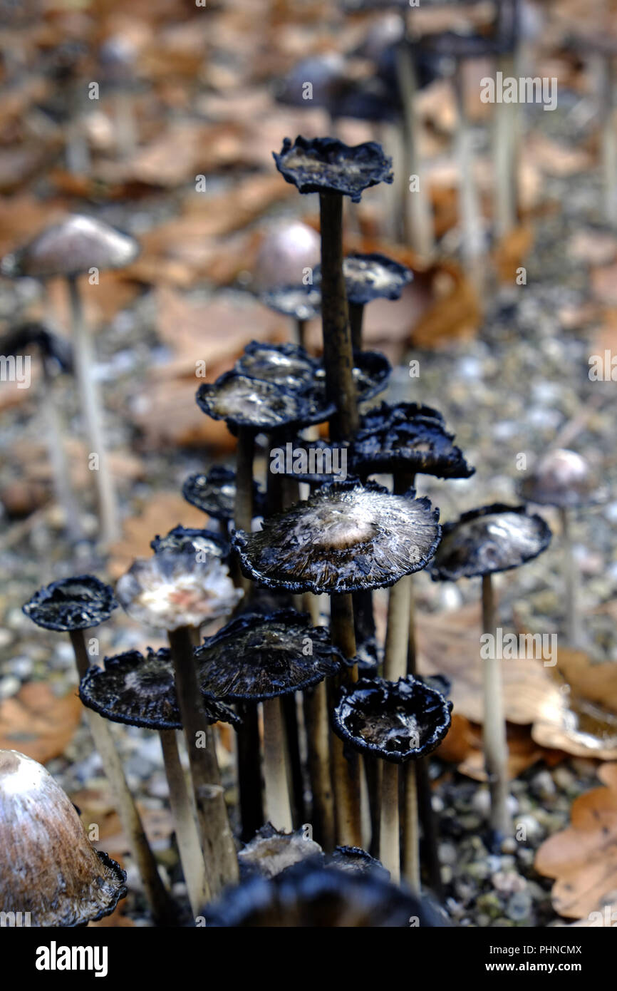 Ink caps hi-res stock photography and images - Alamy