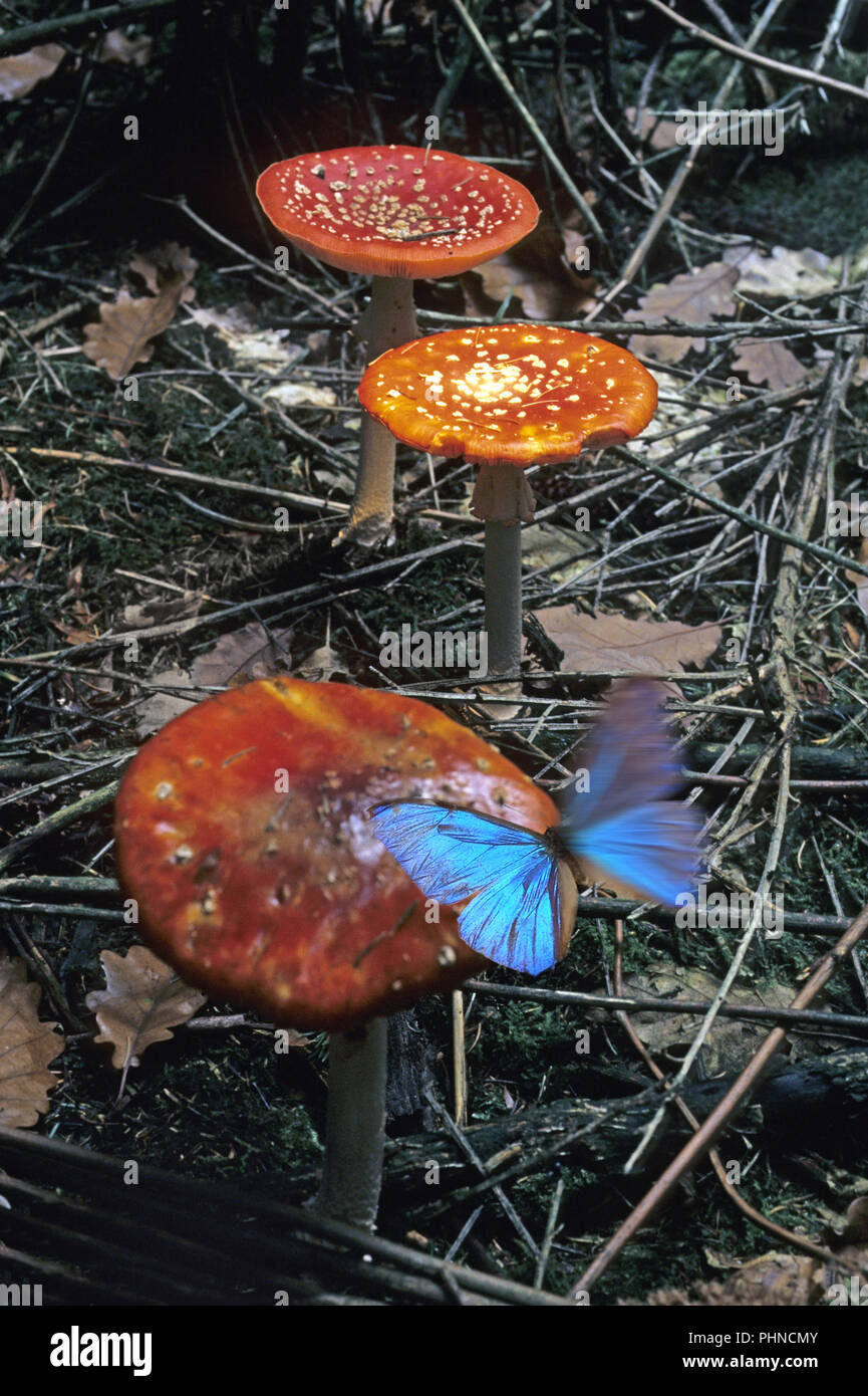 Fly agarics and a blue butterfly Stock Photo