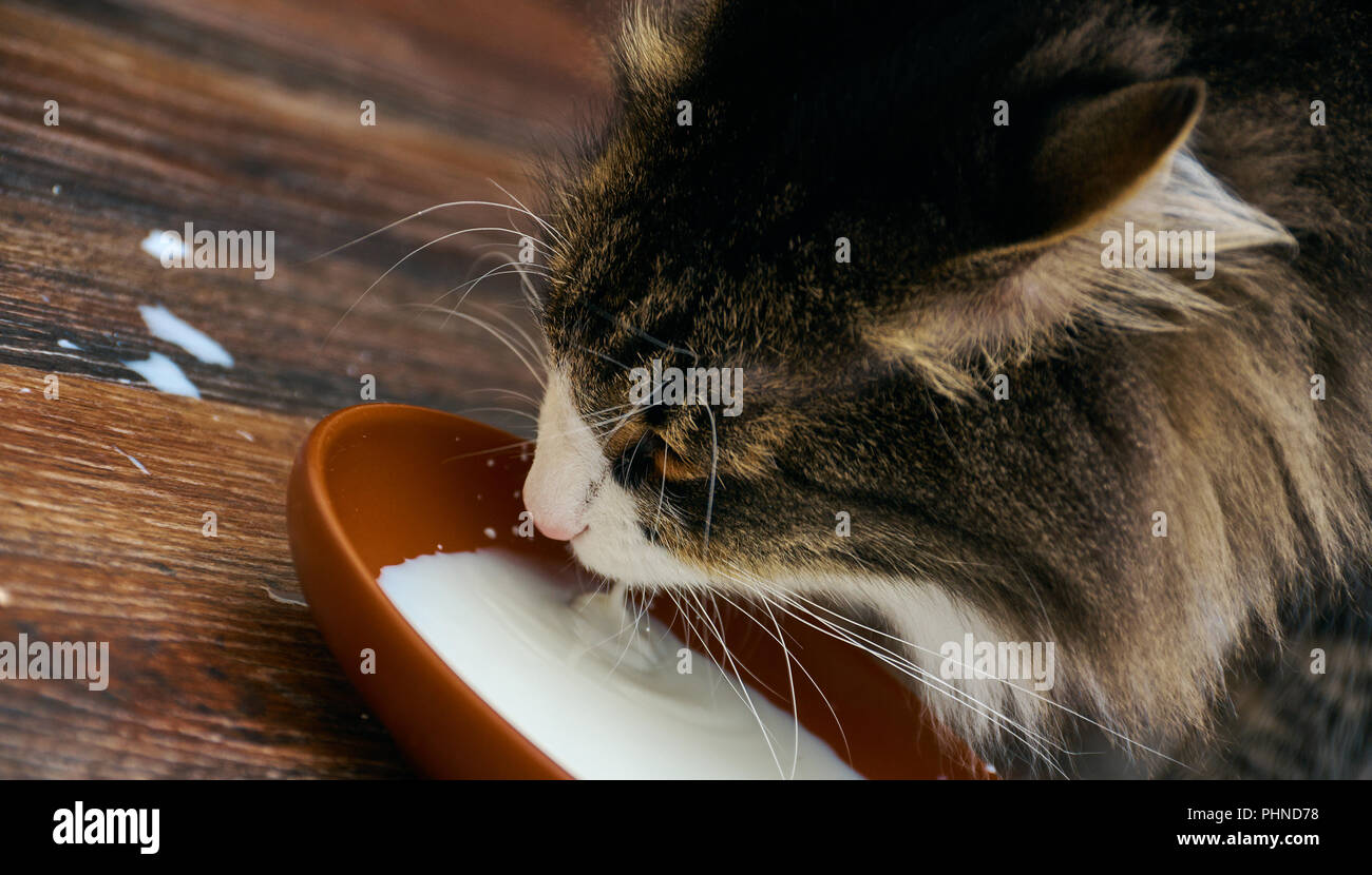 Cat drinking milk hires stock photography and images Alamy