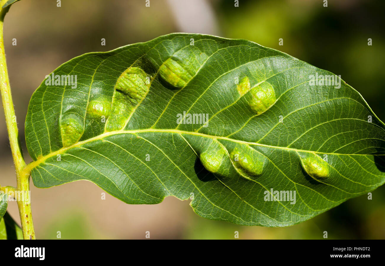 struck foliage walnut mites, from which the walnut begins to deteriorate, closeup, summer Stock Photo