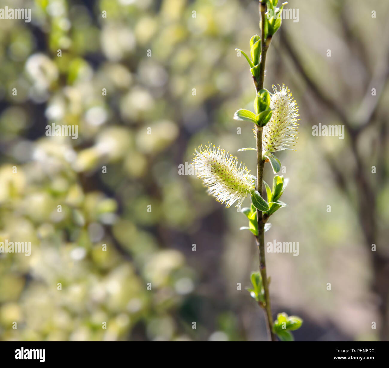 Branch of a tree with blossoming flatteries spring Stock Photo