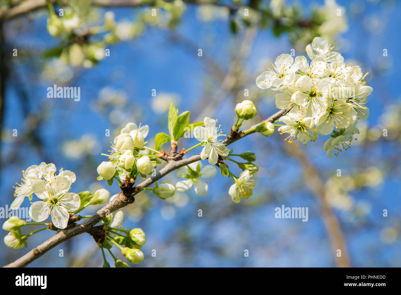 Tree branch with flowers against the sky with clouds Stock Photo