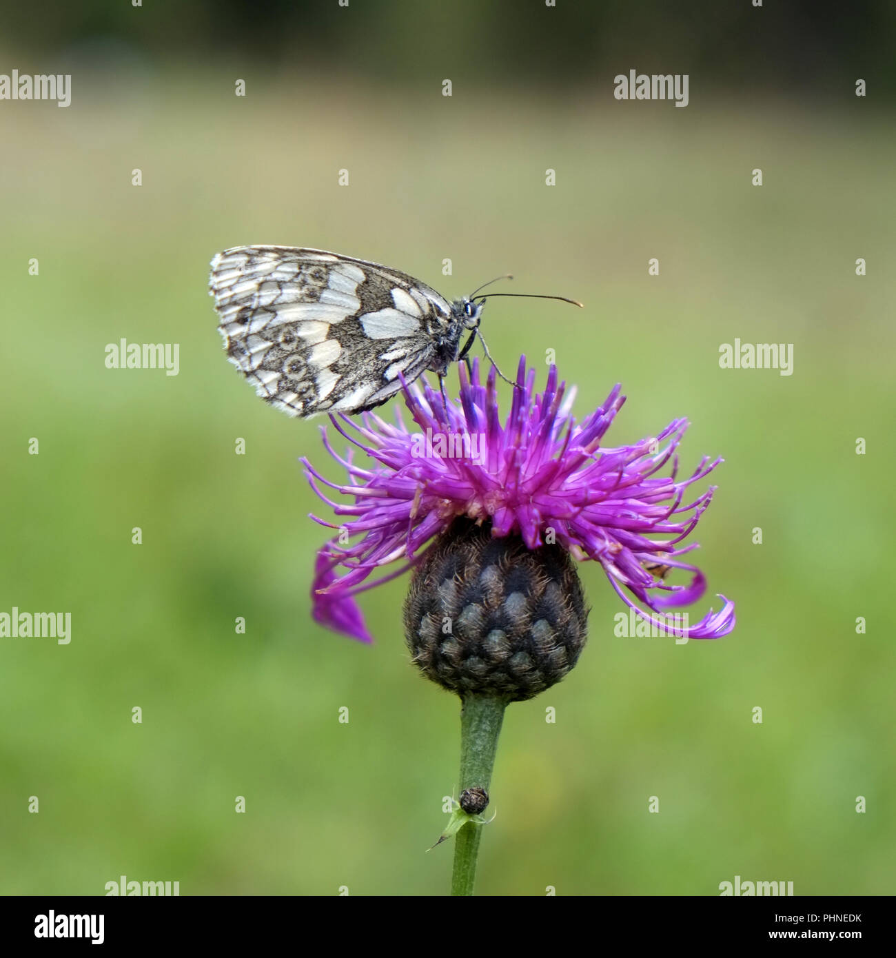 Marbled white butterfly Stock Photo