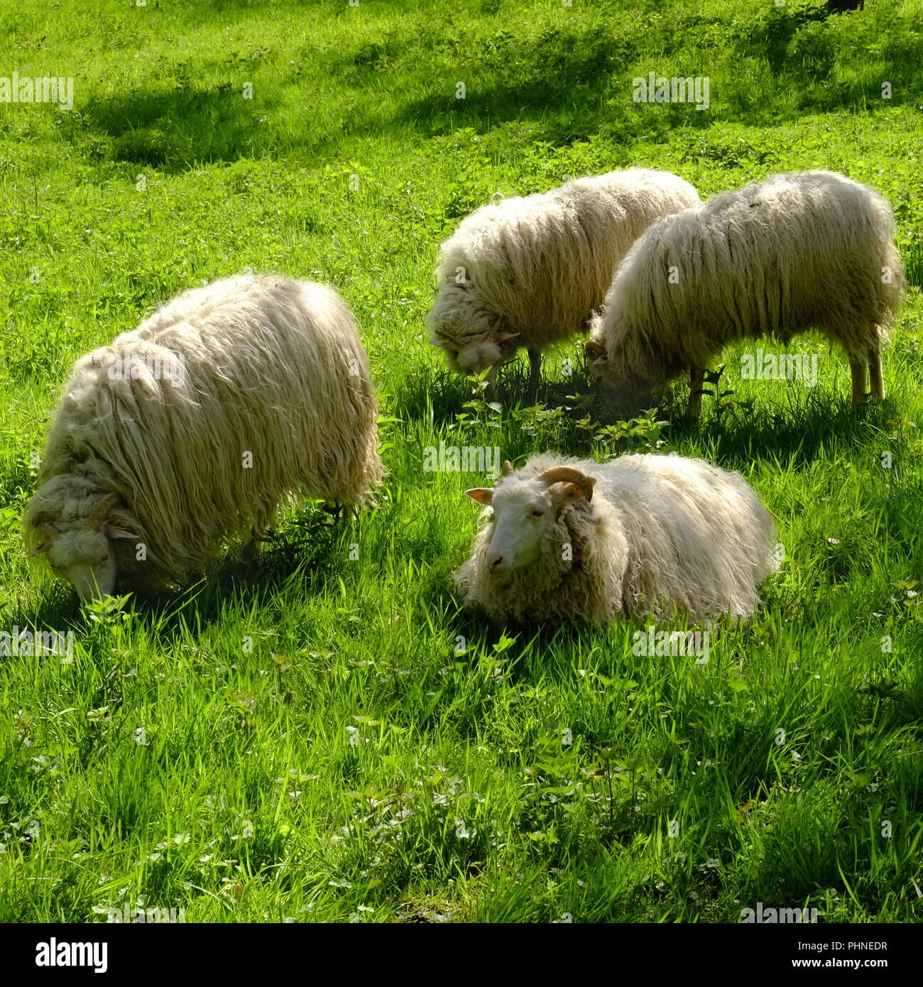 White horned heath Stock Photo