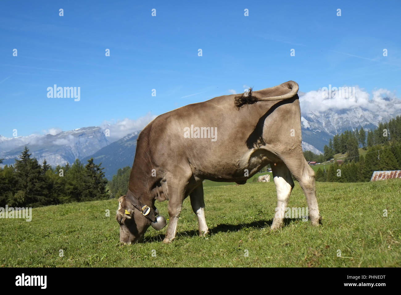 Grazing cattle on the alpine pasture Stock Photo