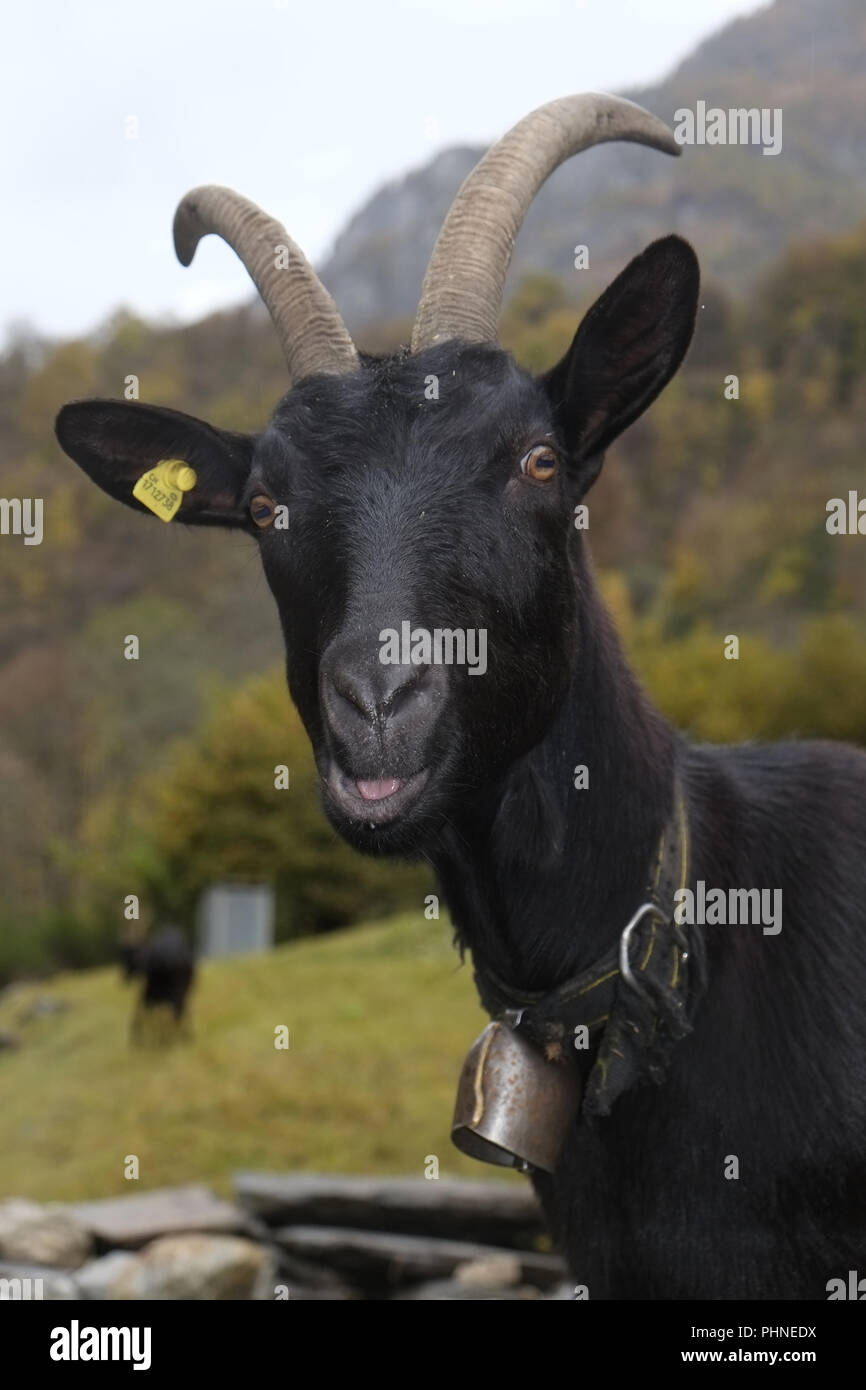 Black goat with long horns Stock Photo