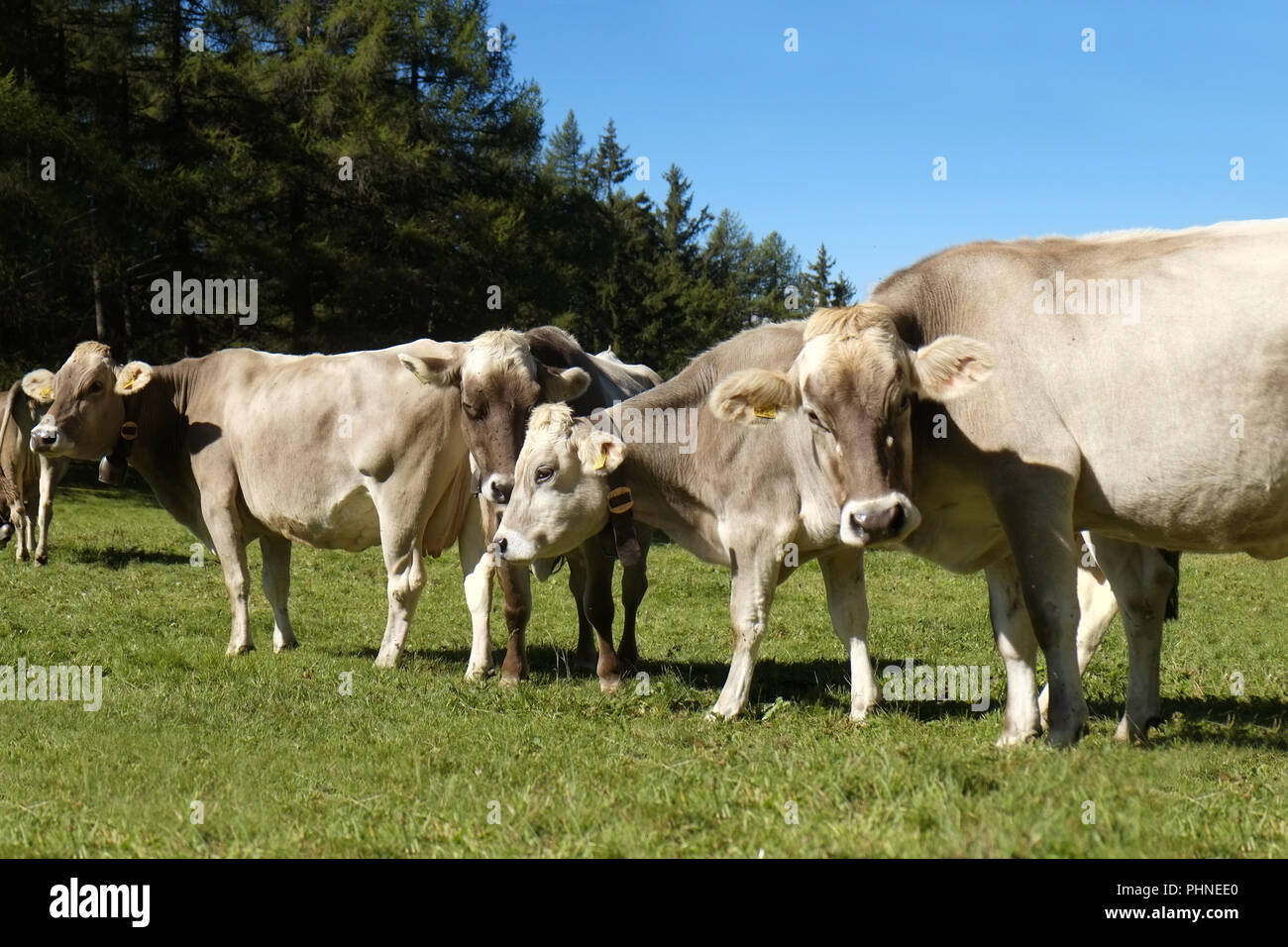 Herd of cattles on the alpine pasture Stock Photo