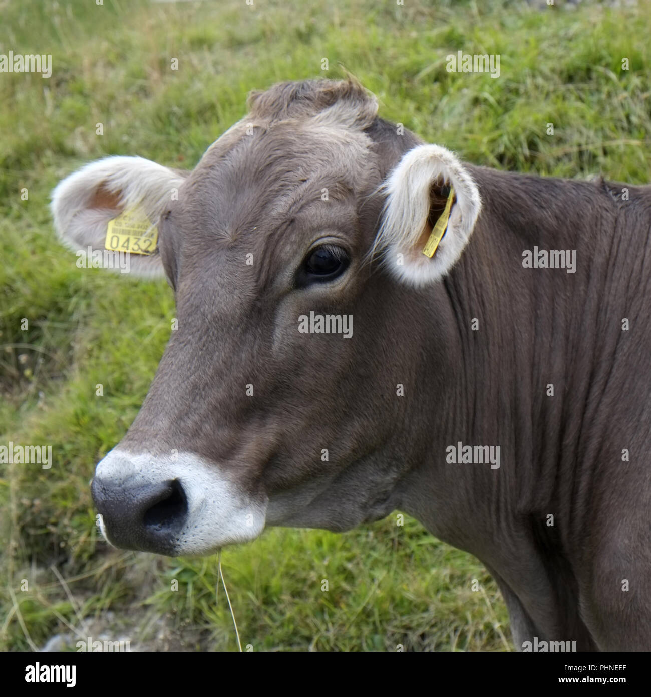 Cow on an alpine pasture Stock Photo