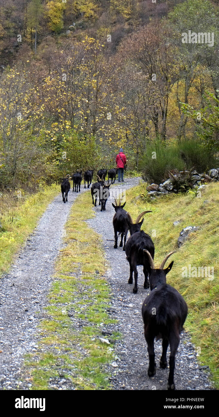 Herd of black goats Stock Photo