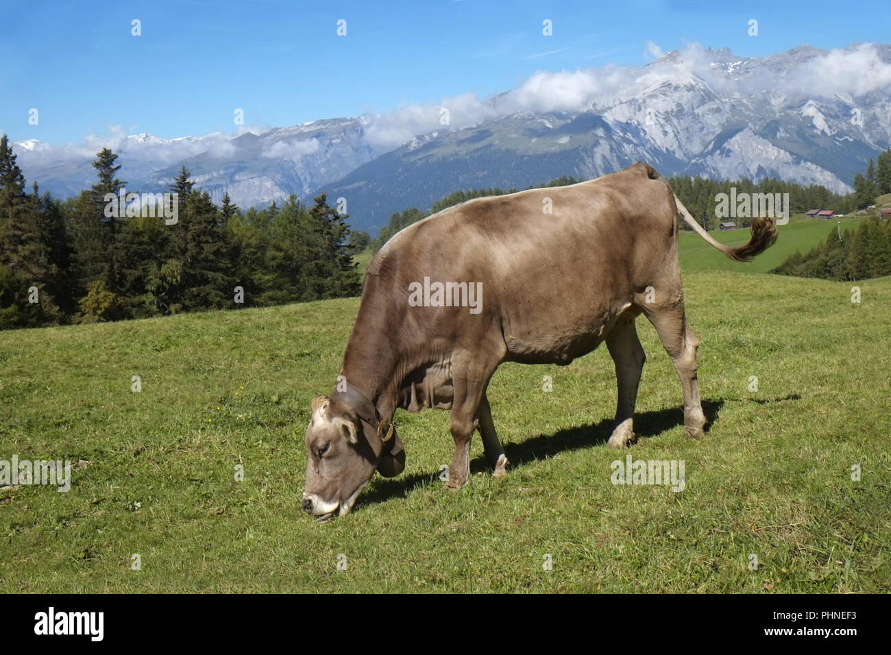 Grazing cattle on the alpine pasture Stock Photo