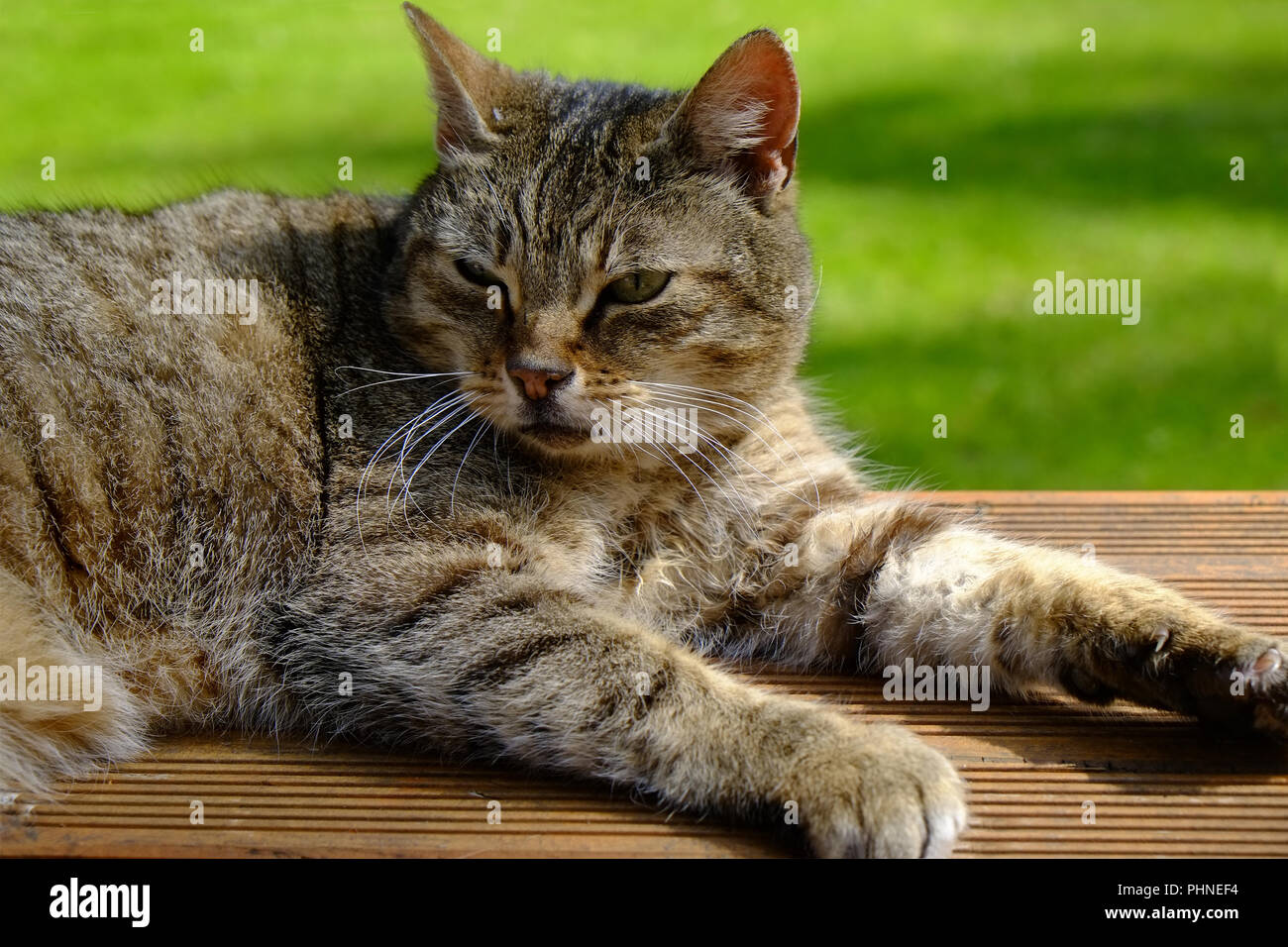 Tabby cat Stock Photo