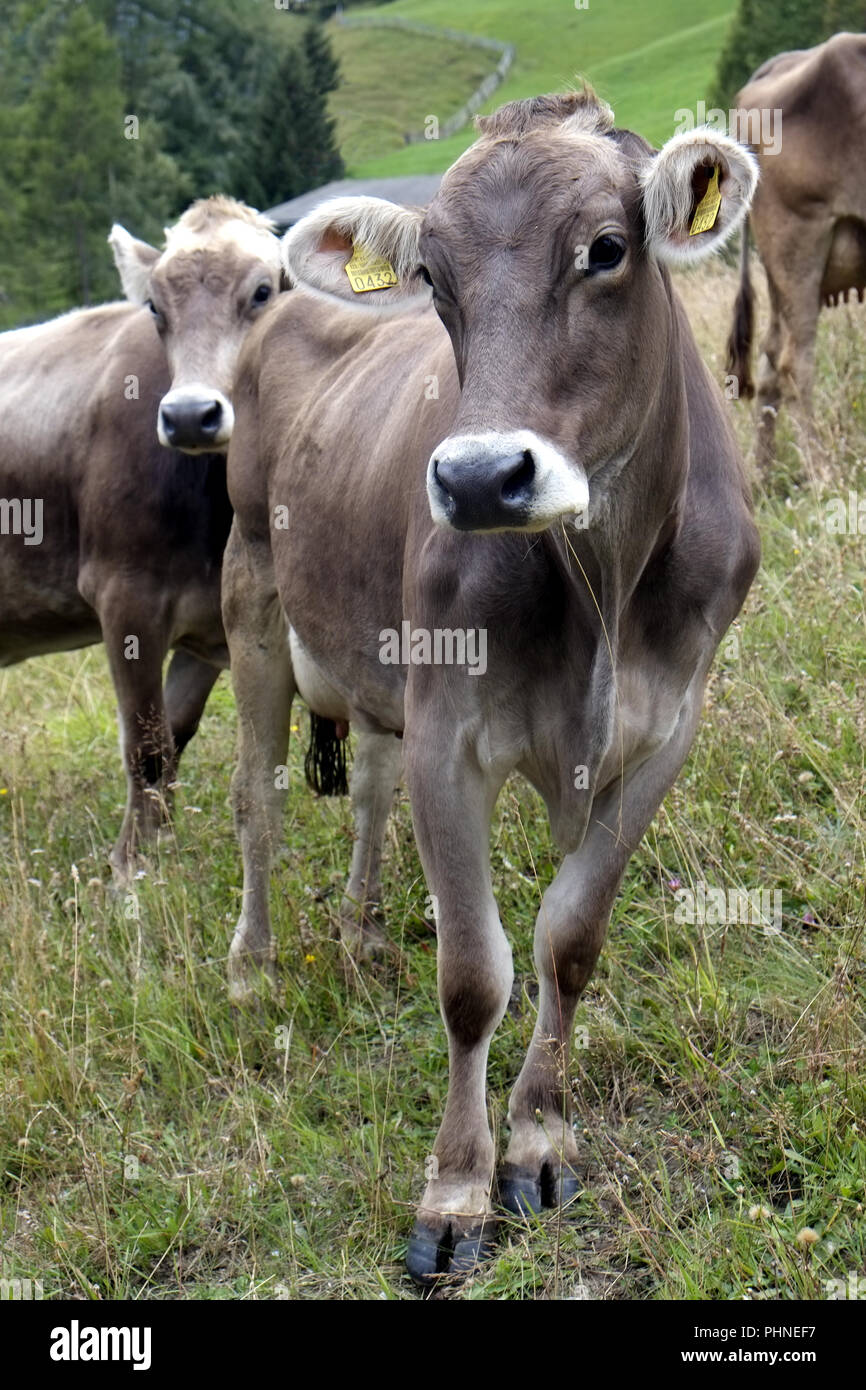 Cattle on the alpine pasture Stock Photo
