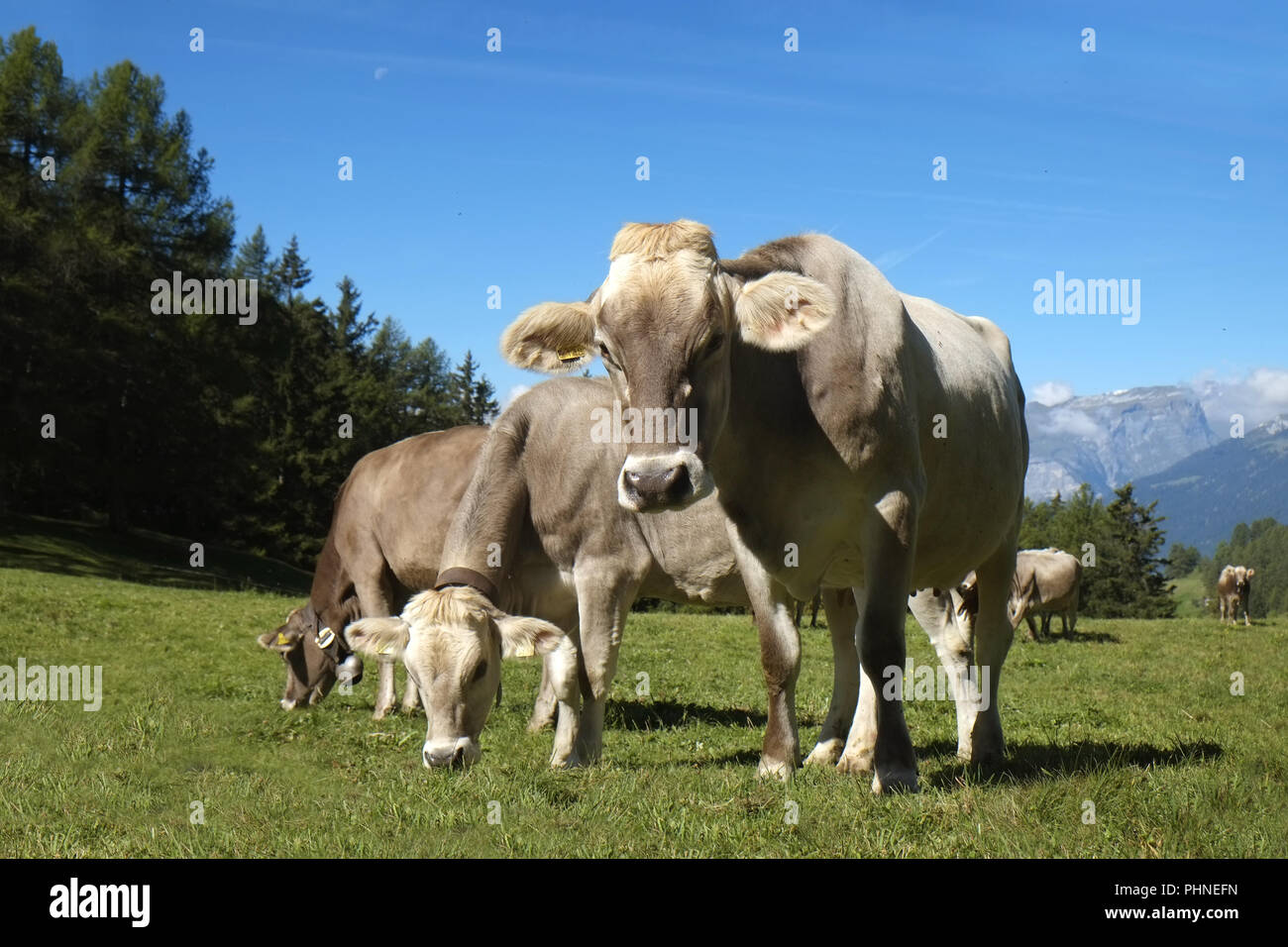 Herd of cattles on the alpine pasture Stock Photo