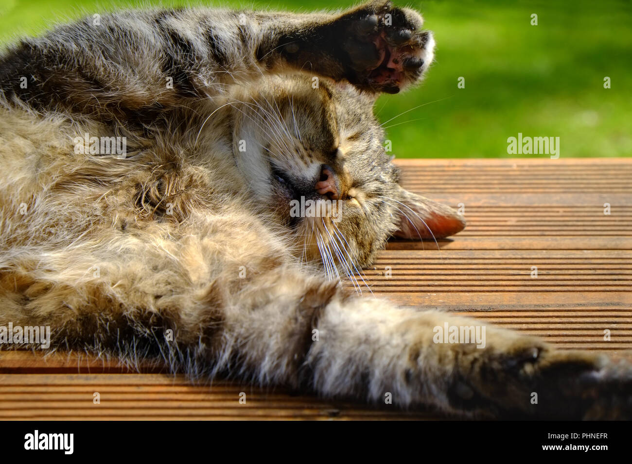 Cat is stretching Stock Photo