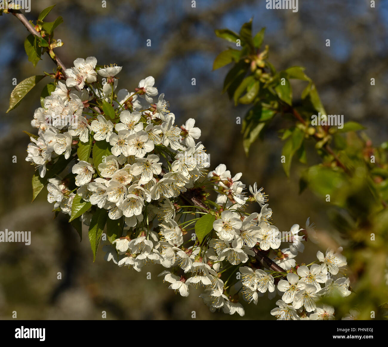 Cherry tree; cherry blossom; Stock Photo