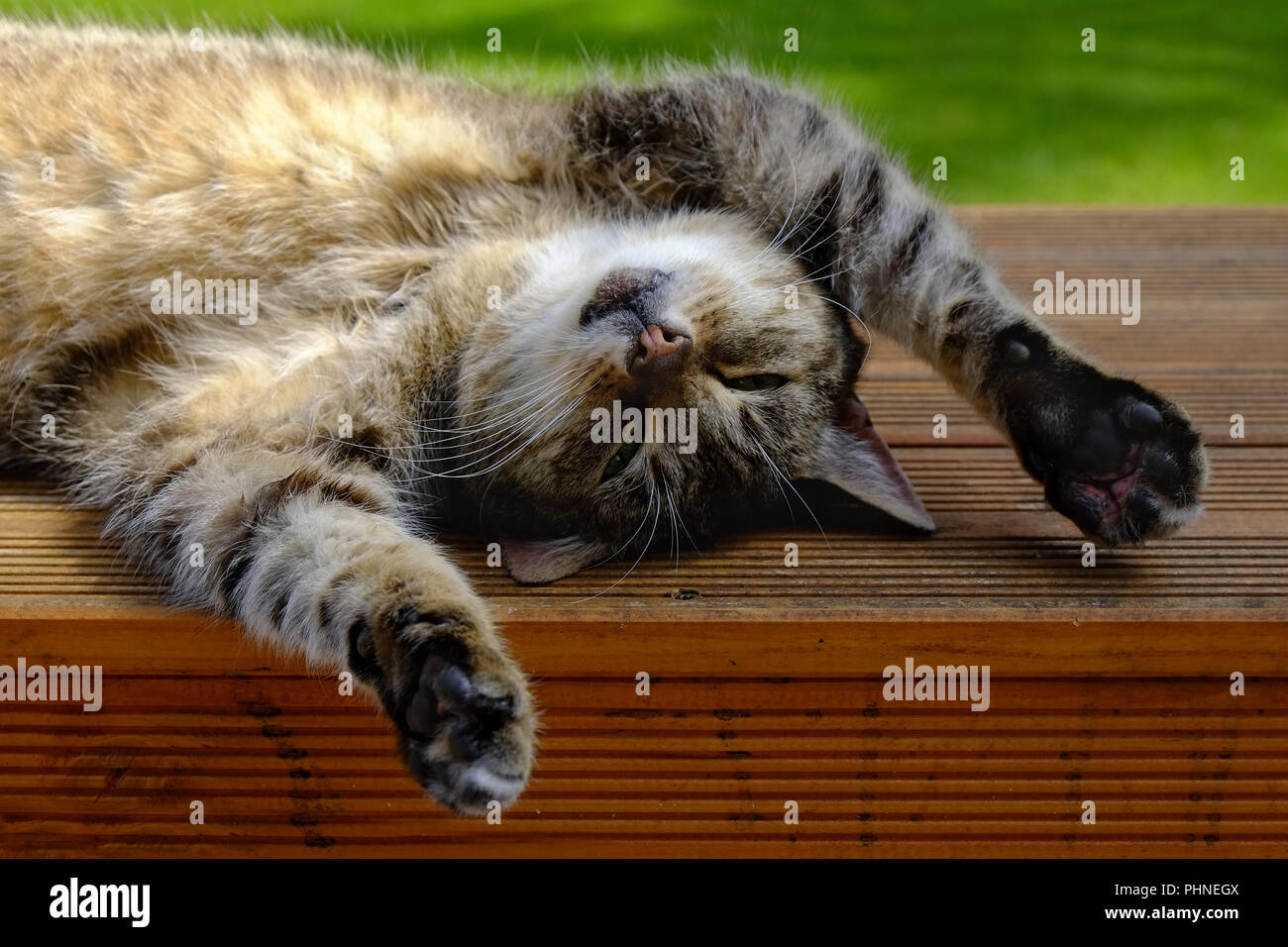 Cat is lolling Stock Photo