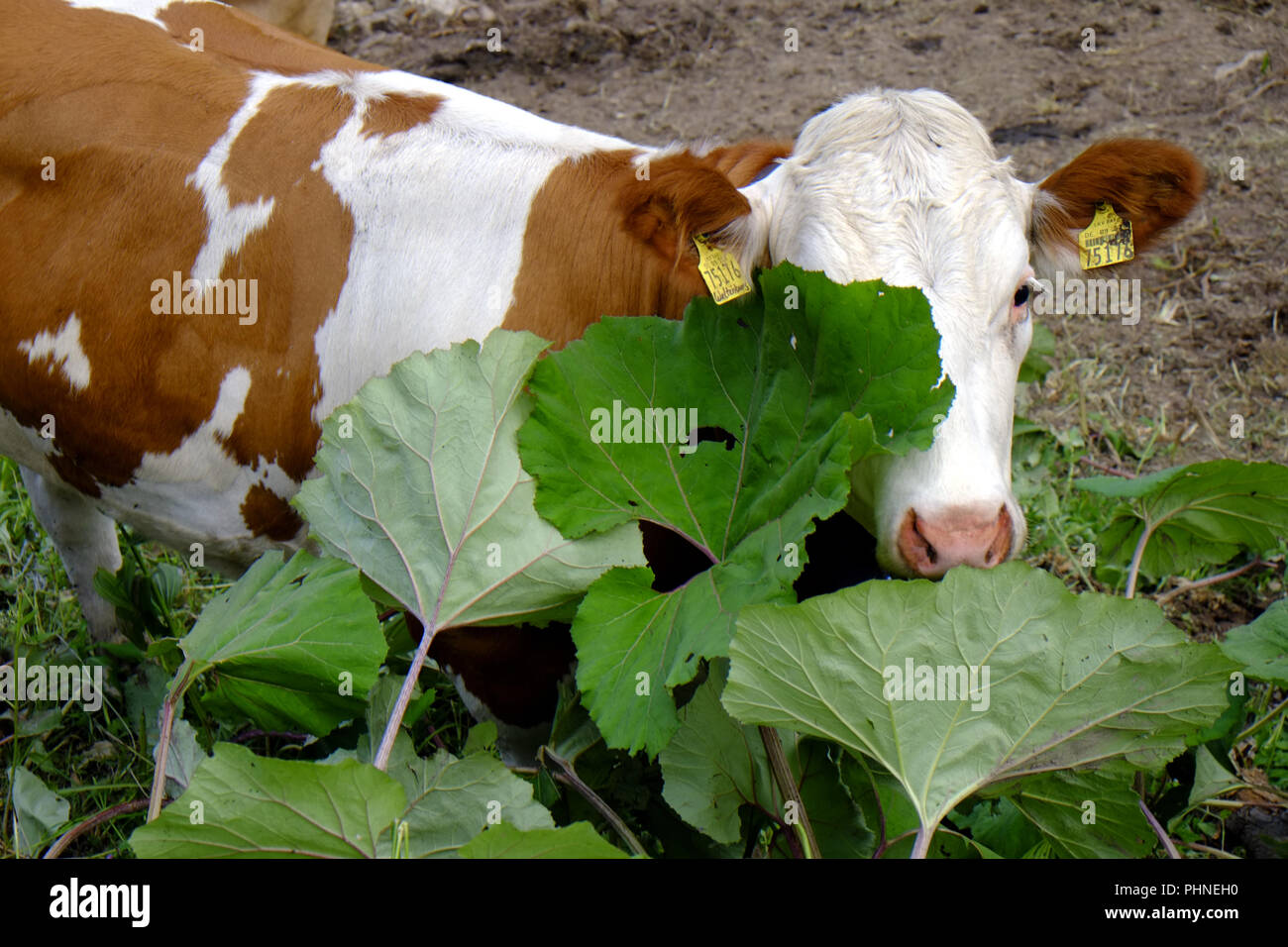 Brown-white spotted cattle plays hide-and-seek Stock Photo