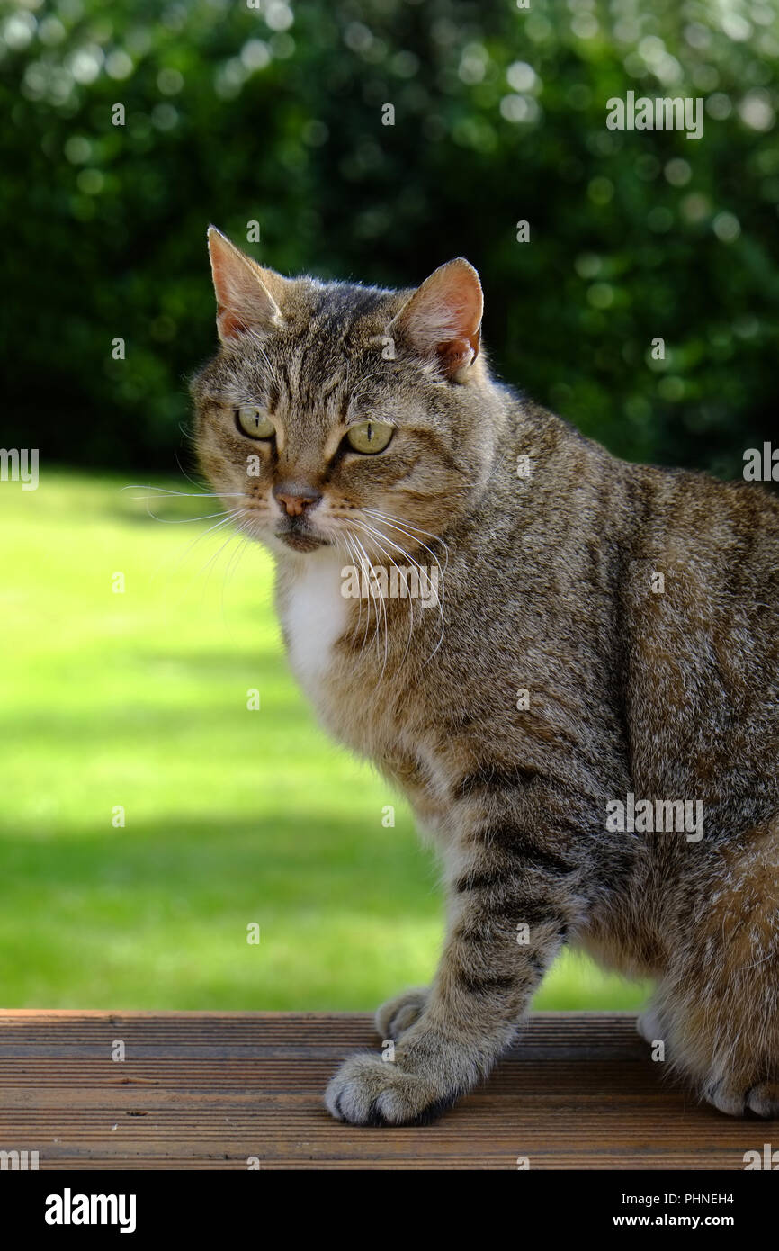 Tabby domestic cat Stock Photo