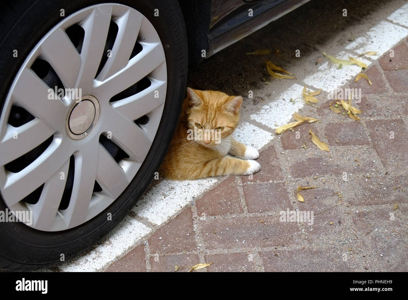 Cat in danger Stock Photo Alamy