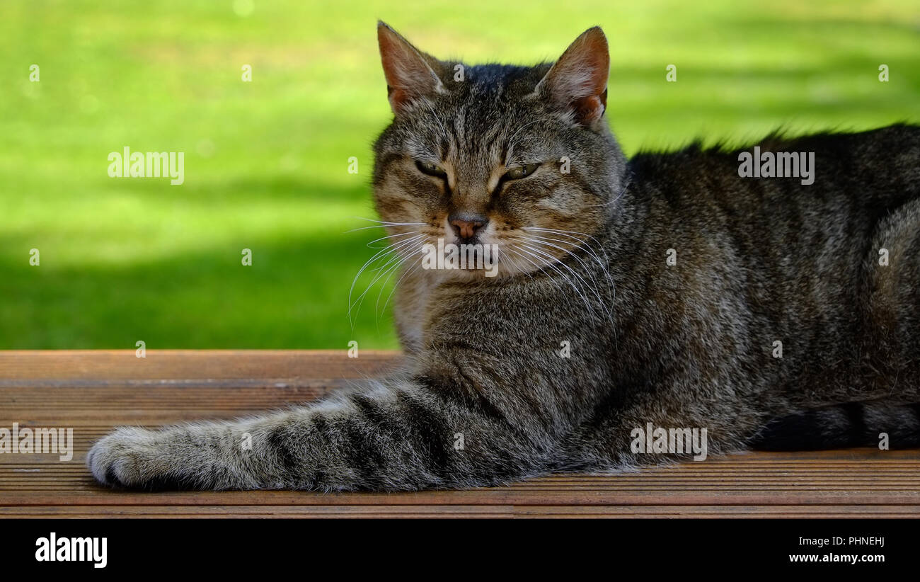 Sphynx, cat Stock Photo