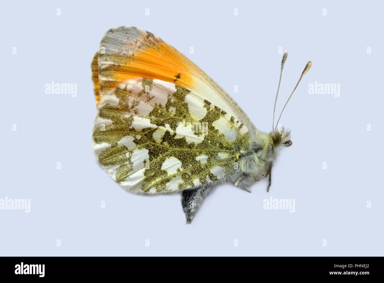 Orange tip, butterfly Stock Photo