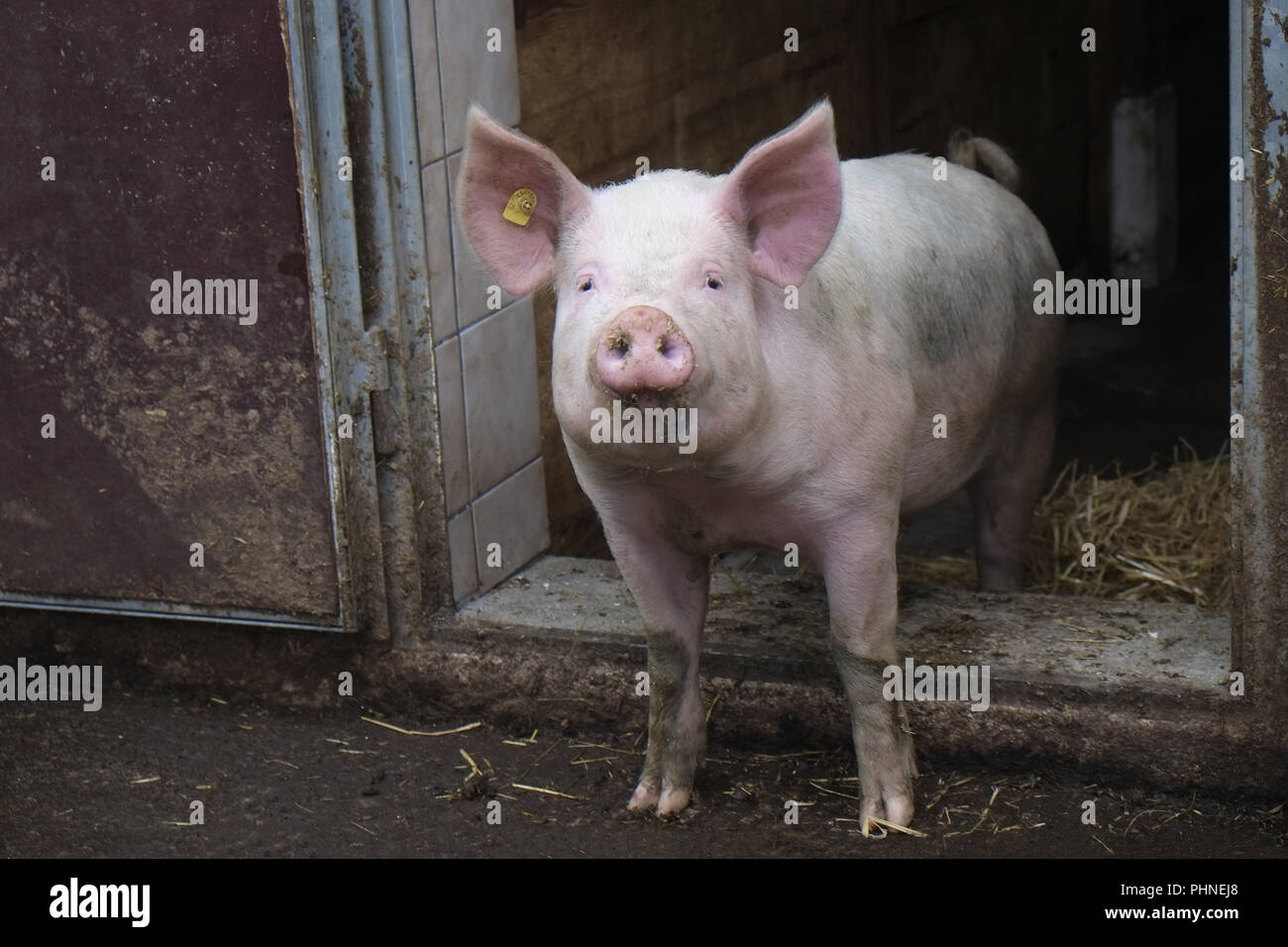 Domestic pig at the the stable door Stock Photo