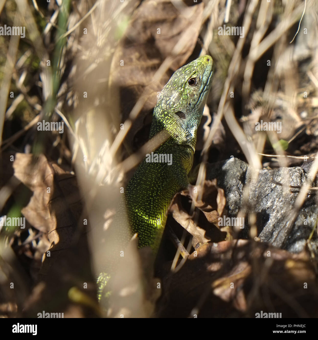 Emerald lizard Stock Photo
