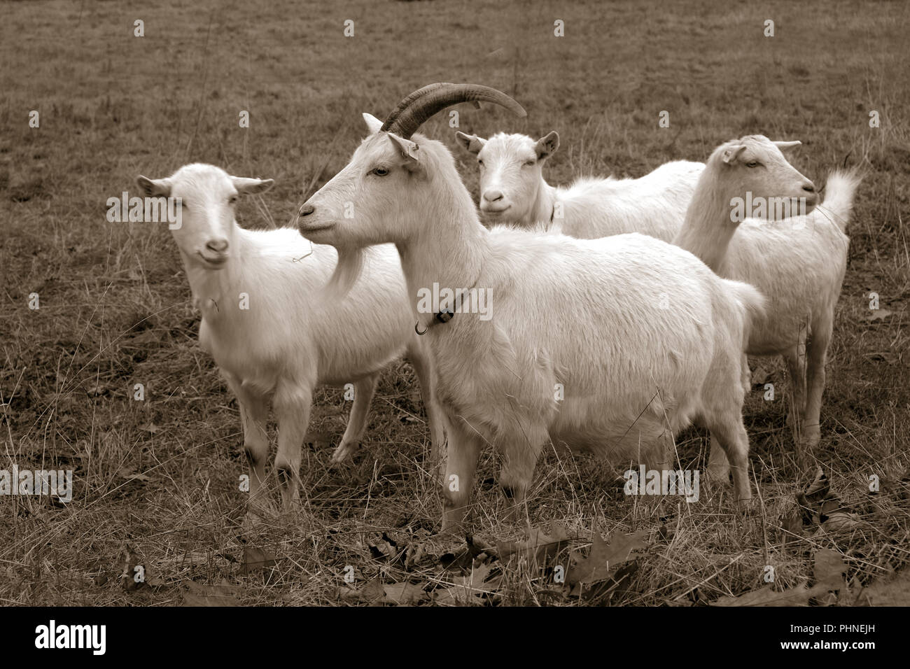 Herd of Goats Stock Photo
