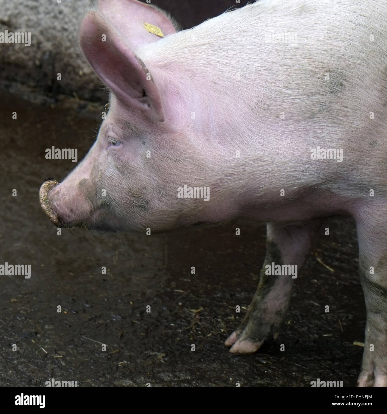 Domestic pig Stock Photo